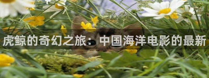 星空传媒影院免费电视剧：虎鲸的奇幻之旅：中国海洋电影的最新